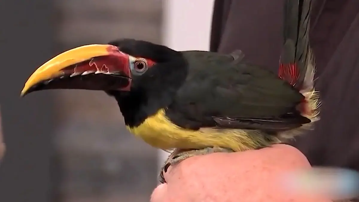 آیا این پرندگان واقعی‌ اند؟ طبیعت خلاق‌ تر از هر فناوری هوش مصنوعی