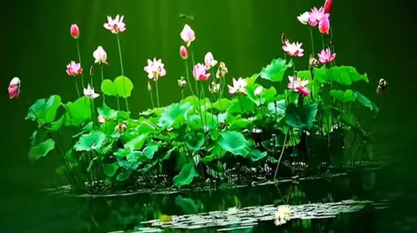 فال ابجد امروز / 28 اردیبهشت ماه + فیلم 