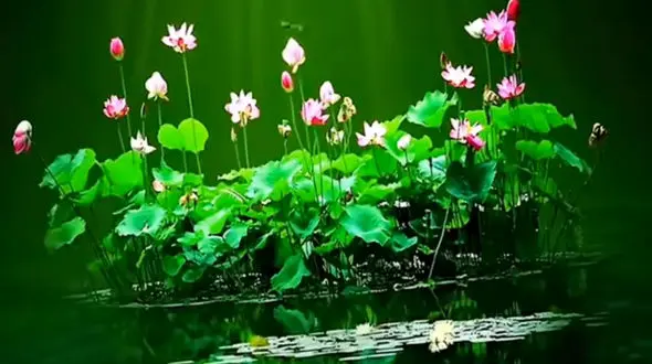 فال ابجد امروز / 28 اردیبهشت ماه + فیلم 