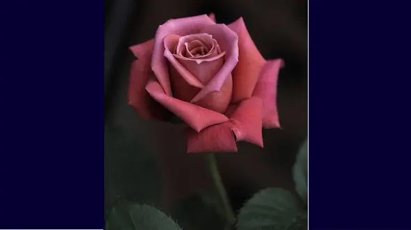 فال روزانه شخصی / 18 اردیبهشت ماه + فیلم