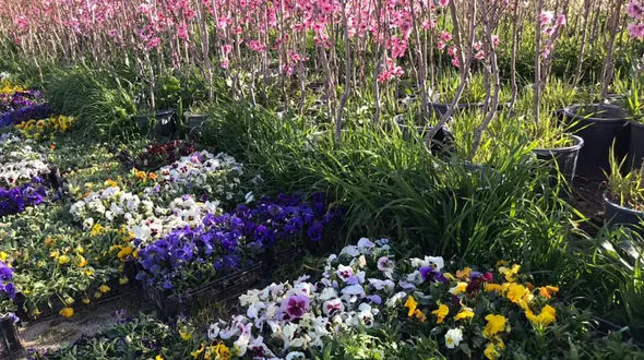 فال مخصوص سیزده بدر + فیلم