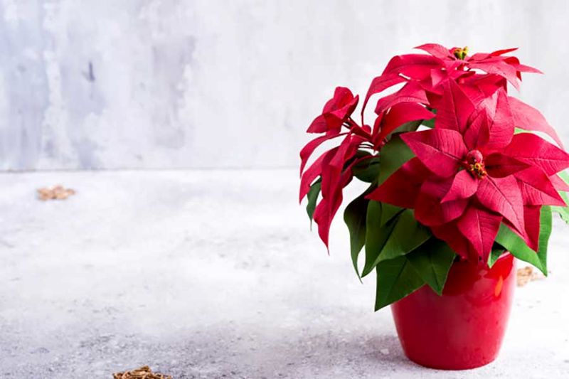 red-poinsettia-christmas-plant-stone-gray-with-copyspace_70626-10555