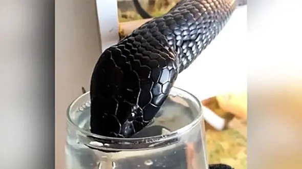 فیلم باورنکردنی از یک مار سیاه که با لیوان آب می‌خورد