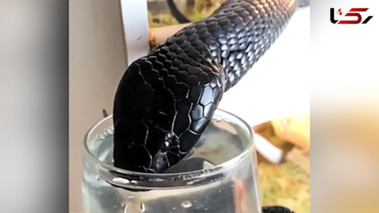 فیلم باورنکردنی از یک مار سیاه که با لیوان آب می‌خورد