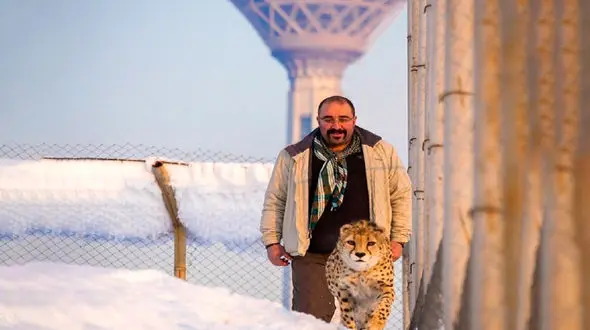 سگ های گله همچنان جمعیت یوز را تهدید می کنند / دشوار شدن پایش جمعیت یوزپلنگ ایرانی با امنیتی شدن فضا از سال 96