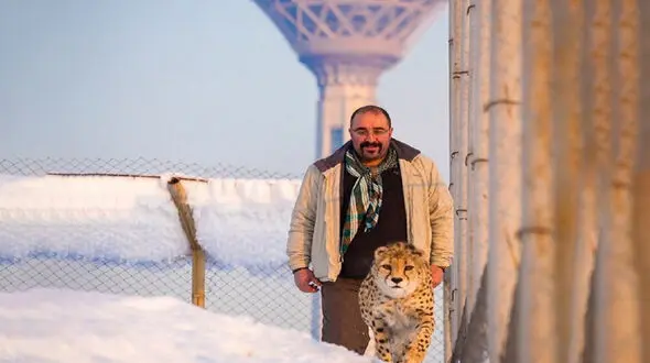 سگ های گله همچنان جمعیت یوز را تهدید می کنند / دشوار شدن پایش جمعیت یوزپلنگ ایرانی با امنیتی شدن فضا از سال 96