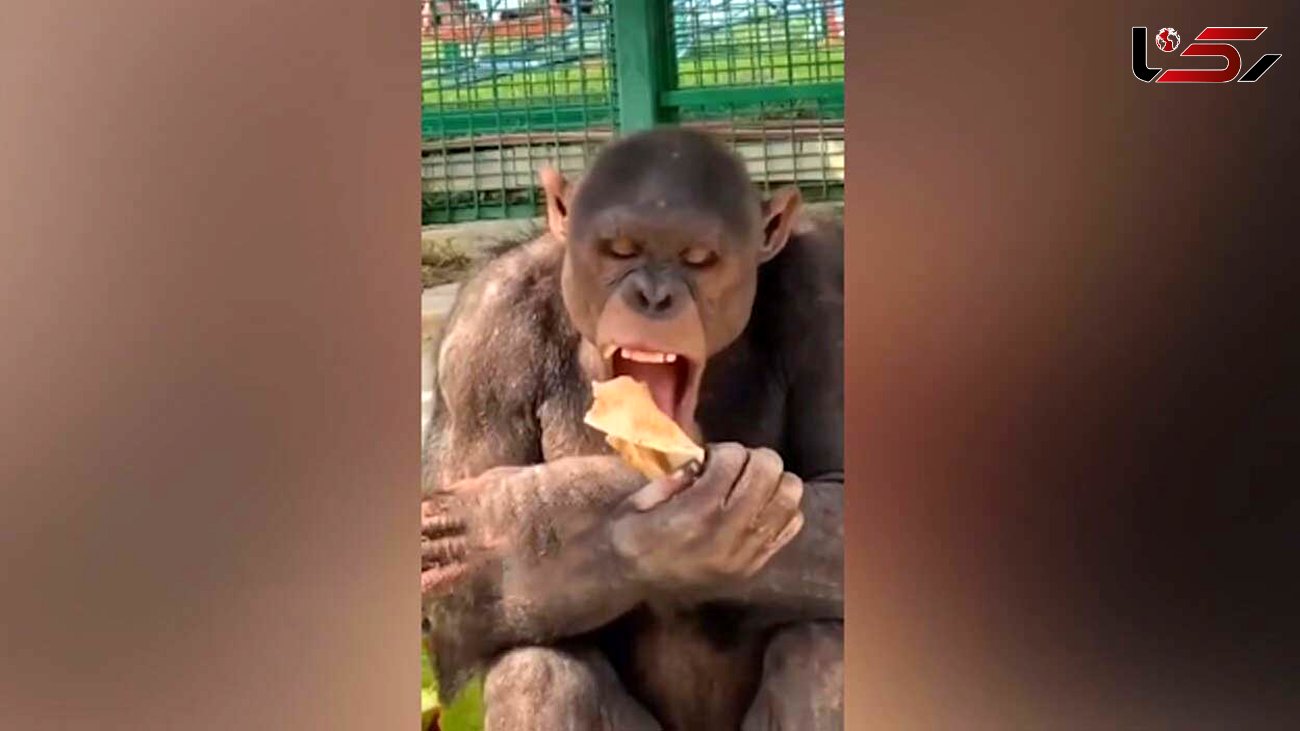 نان خوردن شامپانزه را ببینید + فیلم