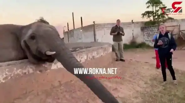 حمله فیل به توریست زن به خاطر گرفتن موبایل+فیلم