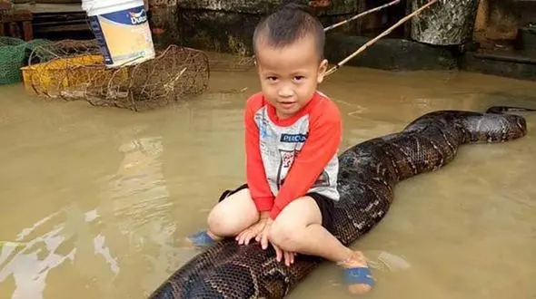  همبازی این پسر شجاع  3 ساله یک مار 6 متری پیتون است  +عکس