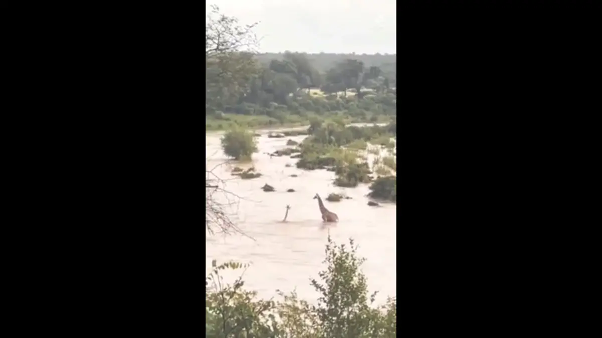 فیلم رویارویی زرافه با مرگ: روایتی نفس‌ گیر از نجات در رودخانه