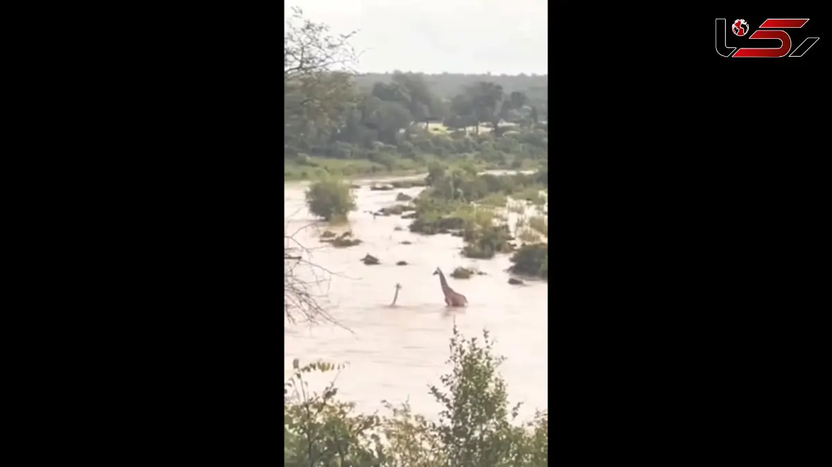 فیلم رویارویی زرافه با مرگ: روایتی نفس‌ گیر از نجات در رودخانه