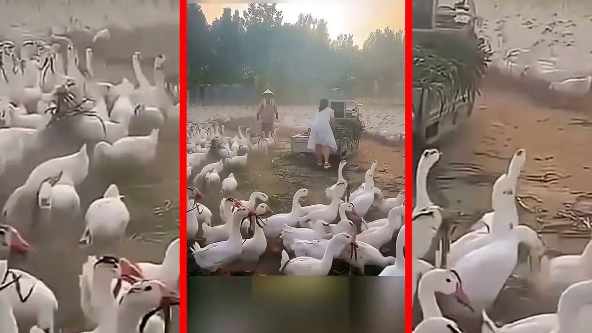 فیلم راه‌حل خلاقانه چین برای علف های مزاحم