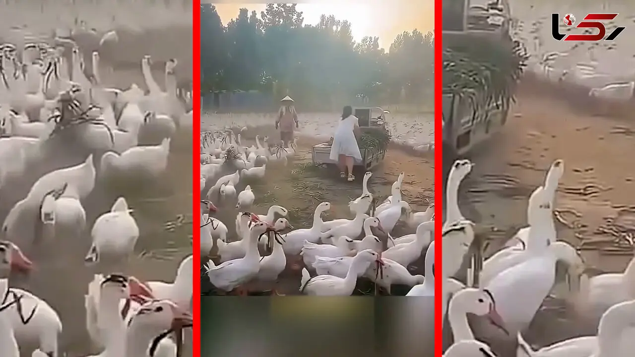 فیلم راه‌حل خلاقانه چین برای علف های مزاحم