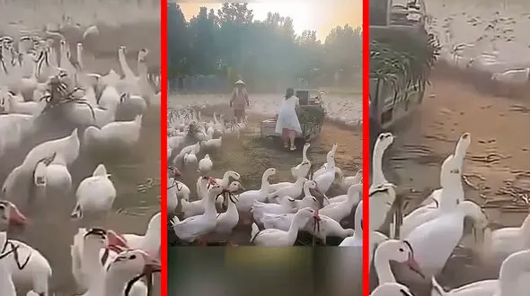 فیلم راه‌حل خلاقانه چین برای علف های مزاحم