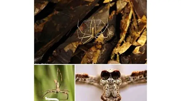 عنکبوتی که سیری ندارد را ببینید + عکس 