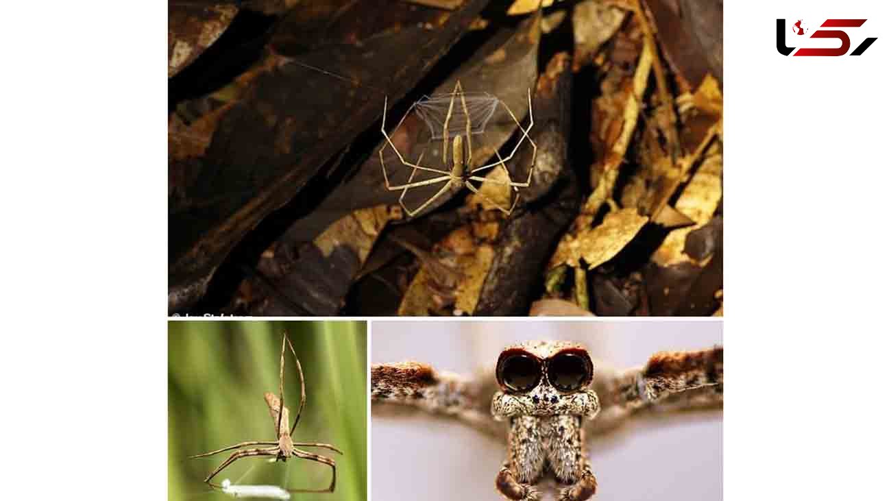 عنکبوتی که سیری ندارد را ببینید + عکس 