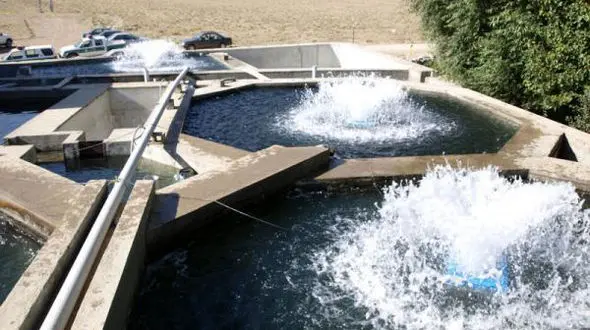 63 هزار قطعه ماهی به علت کوتاهی نگهبان استخر تلف شدند