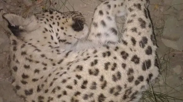 علت مرگ پلنگ در سالوک اسفراین اعلام شد