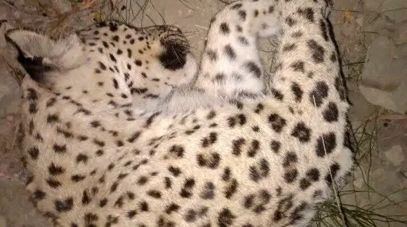 علت مرگ پلنگ در سالوک اسفراین اعلام شد