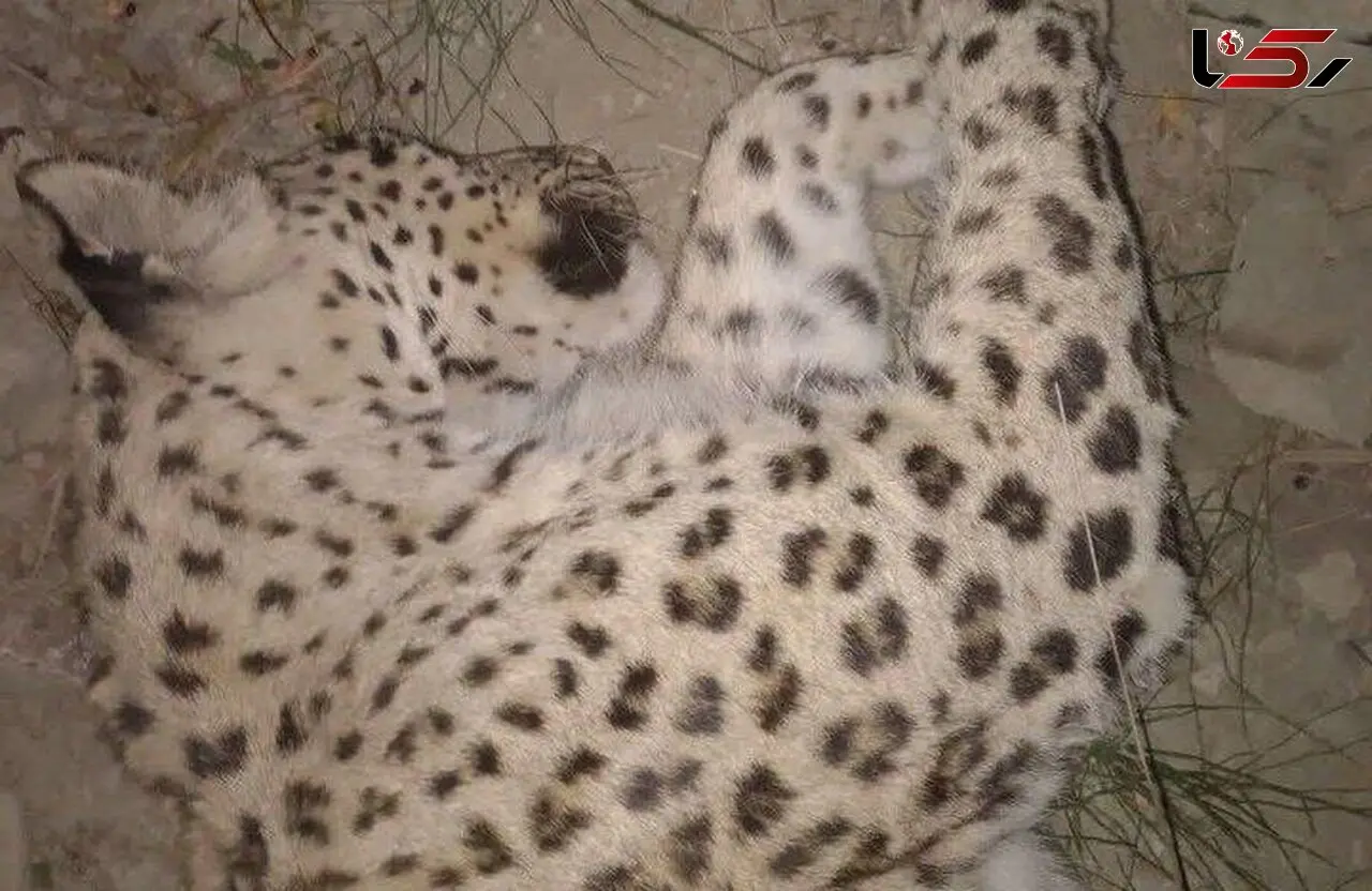 علت مرگ پلنگ در سالوک اسفراین اعلام شد