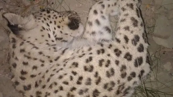علت مرگ پلنگ در سالوک اسفراین اعلام شد