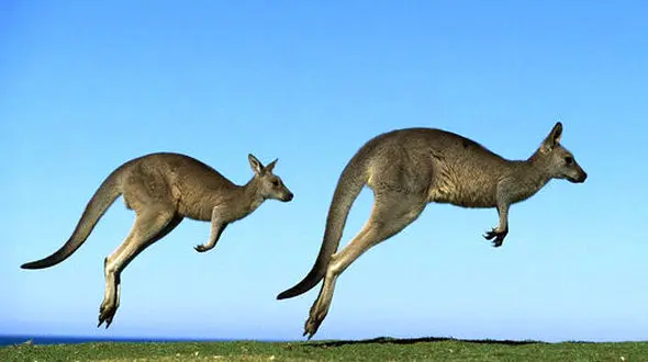 ببینید / فیلم مسابقه بوکس دوکانگورو روی میز در یک رستوران