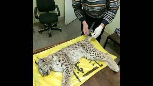 یک گربه سان کمیاب در ساوجبلاغ کشته شد + عکس