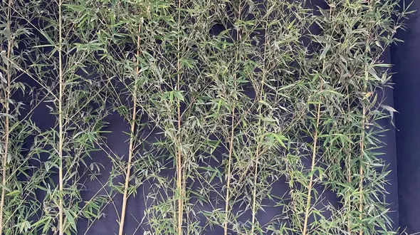 فال ابجد امروز / اول آذر ماه + فیلم 