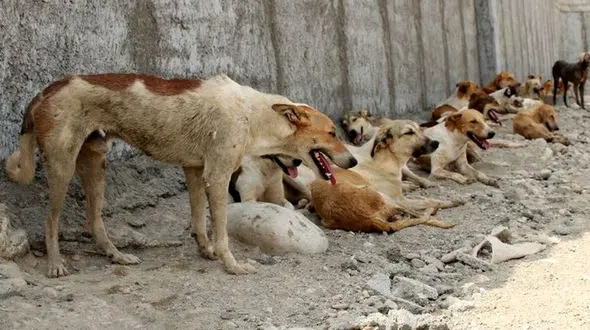 سگ هار 7 تفتی را درید / روز گذشته رخ داد + جزئیات