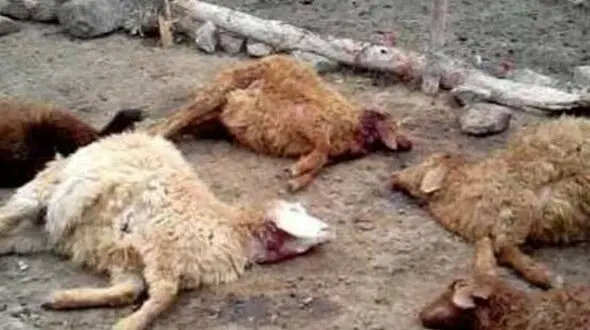 صاعقه جان گوسفندان را گرفت / در ایذه رخ داد