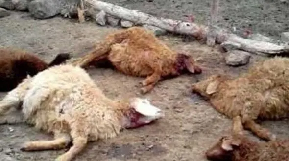 صاعقه جان گوسفندان را گرفت / در ایذه رخ داد