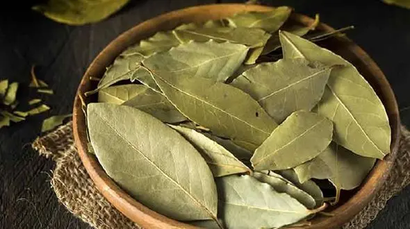 درمان بیماری های مختلف با برگ بو