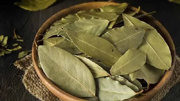 درمان بیماری های مختلف با برگ بو