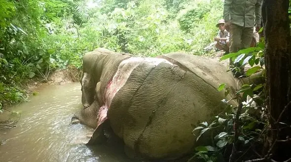 سلاخی بی رحمانه فیل ها 