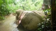 سلاخی بی رحمانه فیل ها 