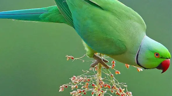 از طوطی دست آموز و سرگرمی های آن تا وسیله ای کاربردی به نام پیچ یخ کوهنوردی