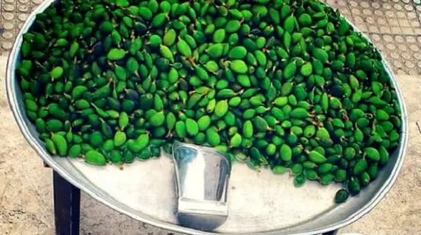 آگاهی از خطر مسمومیت با چغاله‌های بهاری؛ توصیه‌های تغذیه‌ای