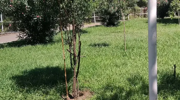 اتفاق ناگوار در پارک سیمرغ رشت