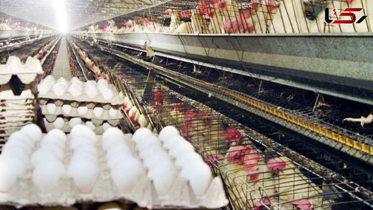 پیش بینی تولید ۹۵۰ هزارتن تخم مرغ در سال جاری