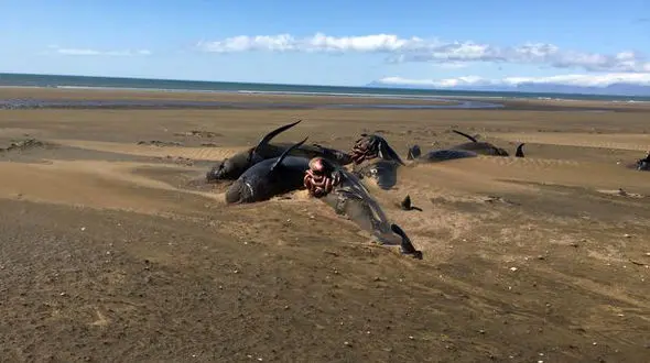 کشف لاشه دهها نهنگ مرده در ایسلند+عکس