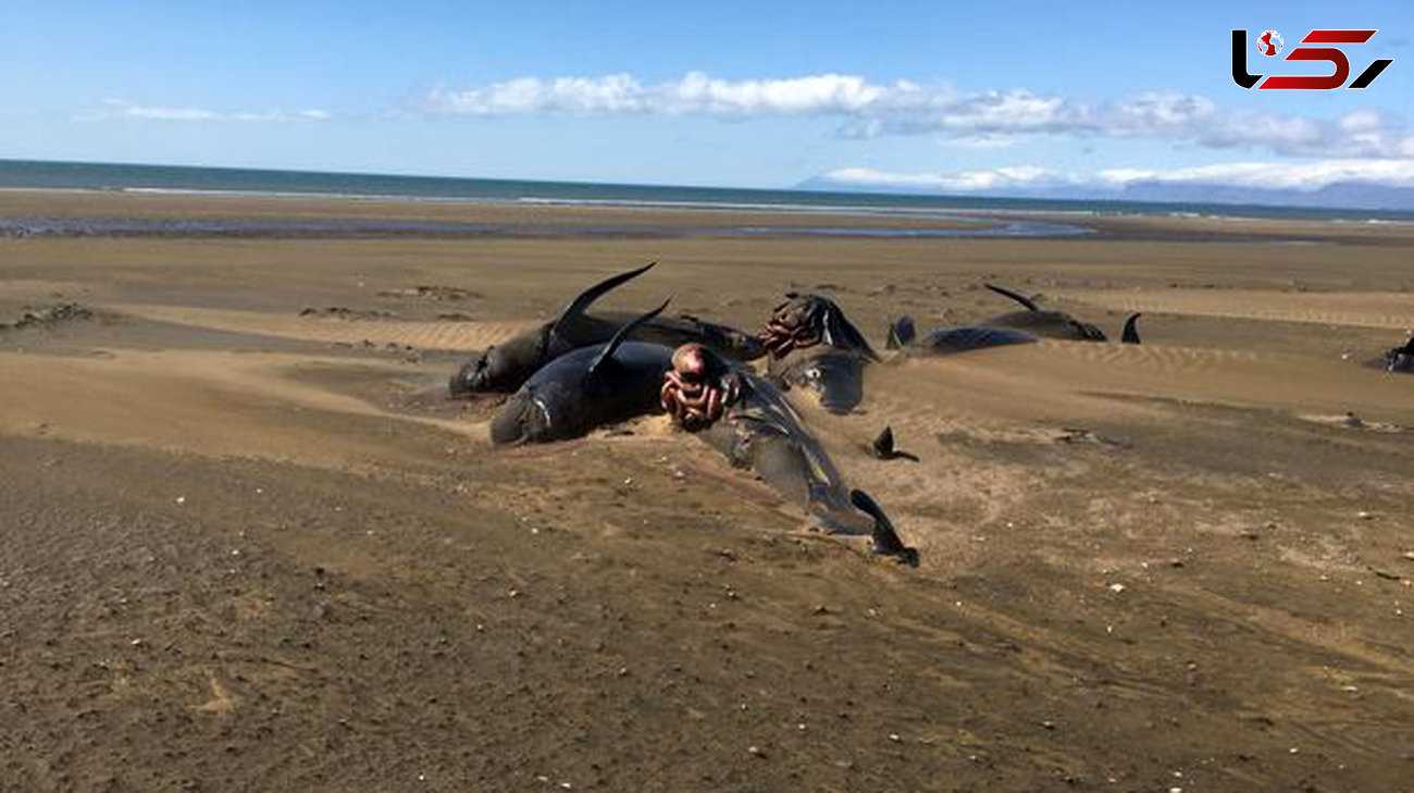 کشف لاشه دهها نهنگ مرده در ایسلند+عکس